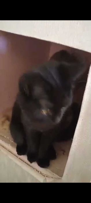 Кошечка (самка)Отдам в добрые руки