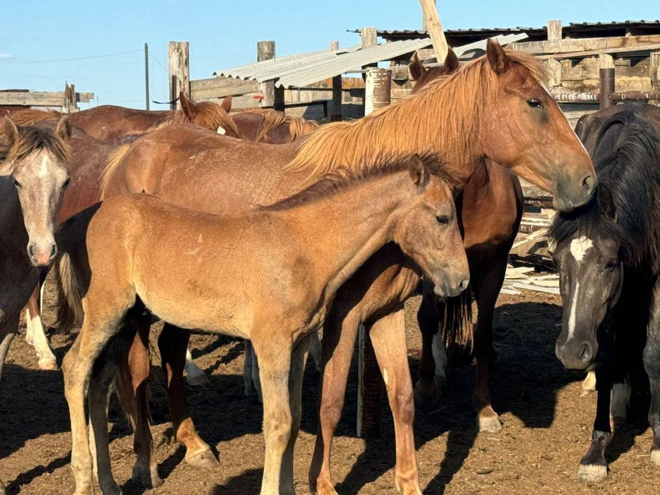 Жылқы малы сатылады  Сыйрда бар