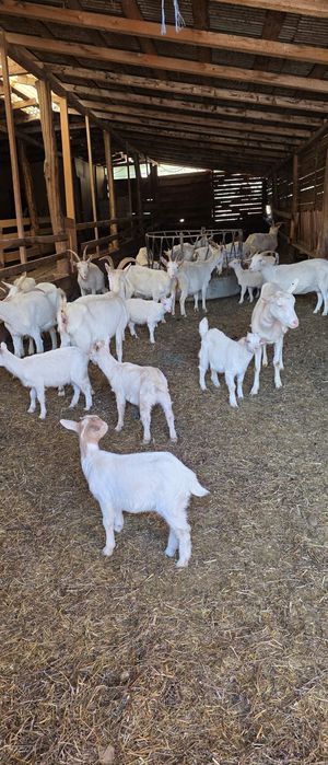 Capre saanen cu pedigree