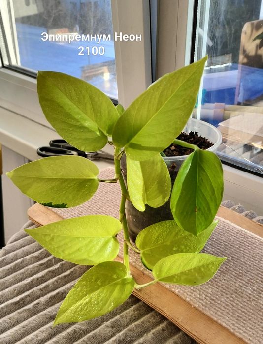 Цветы.                .