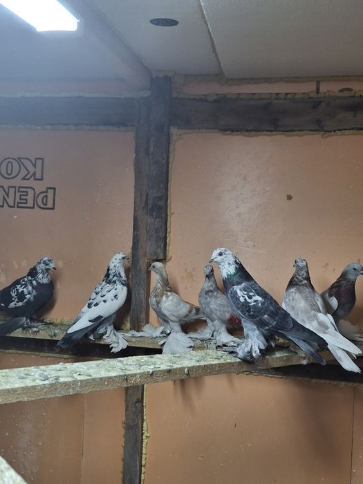 Голуби игра гребля тяга