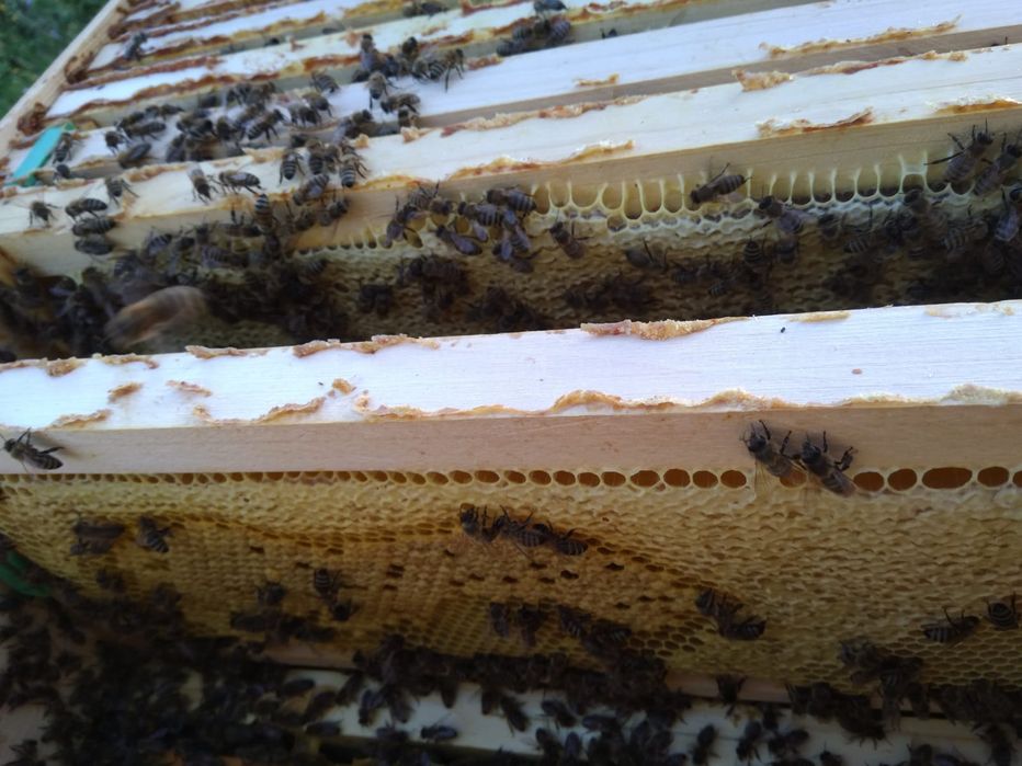 Vand familii albine MER pe rame de 1/2