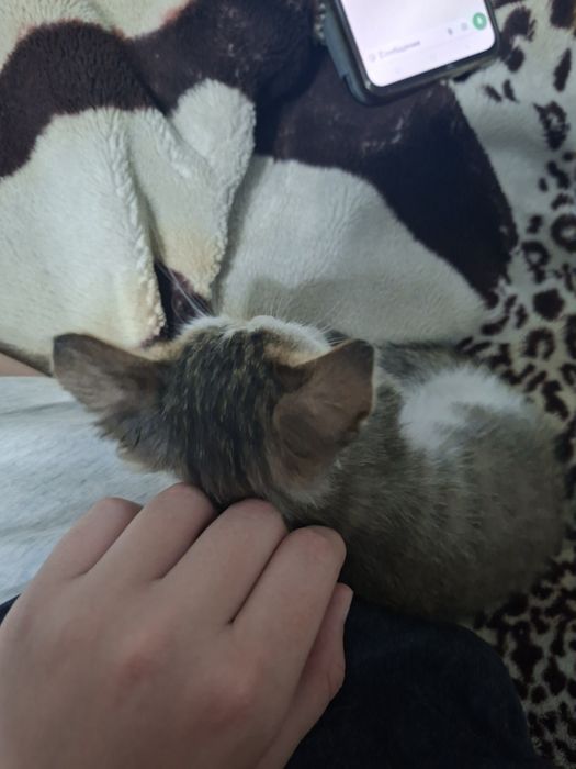 котик мальчик в хорошие руки
