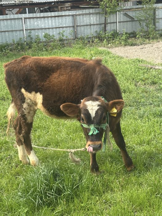 Продам телку 10 мес