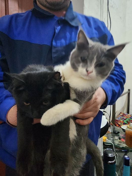 2 ta mushuk sotiladi zoti persidski