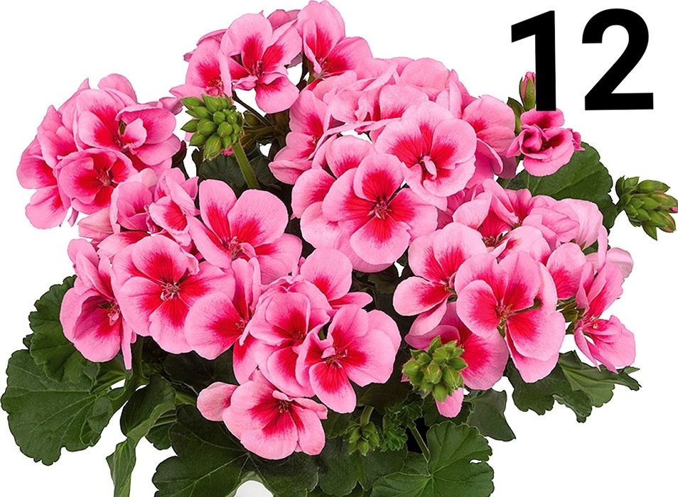 Нискостеблено мушкато-2.50€