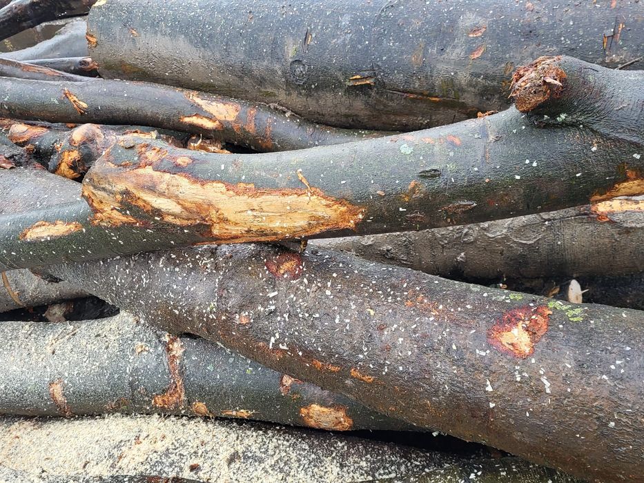 Lemn foc fag 440lei m cub