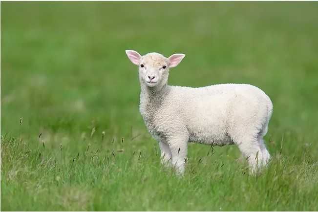 Продавам млади агнета