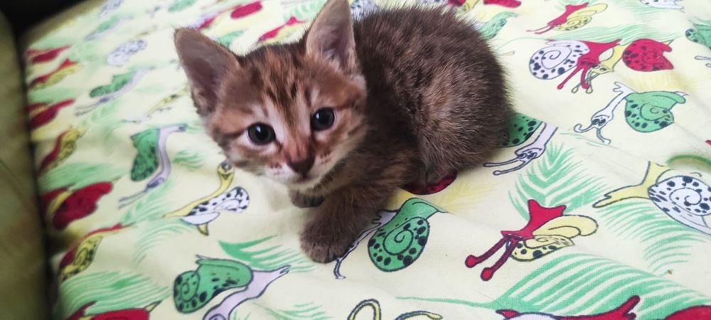 Котята в хорошие руки