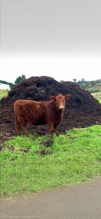 Перегной,  чернозем, звоните.