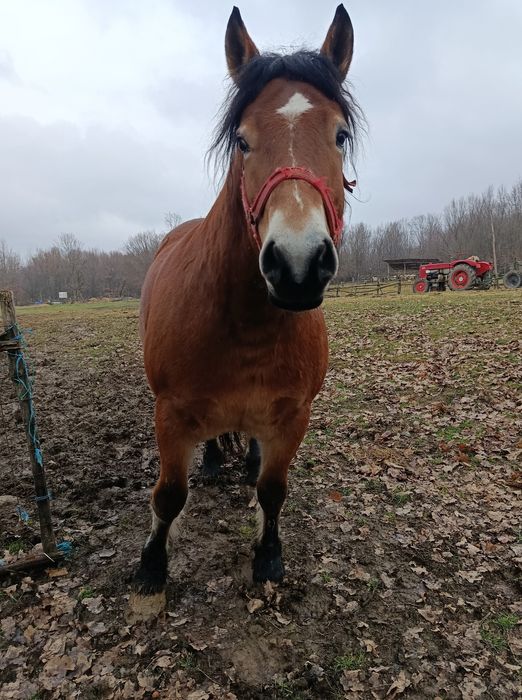 Iapa de vânzare cuminte