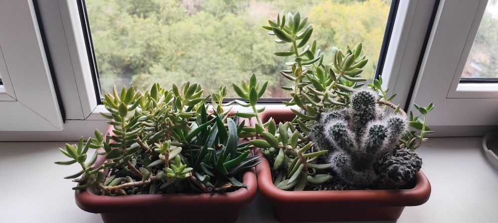 Цветы домашние с подоконника