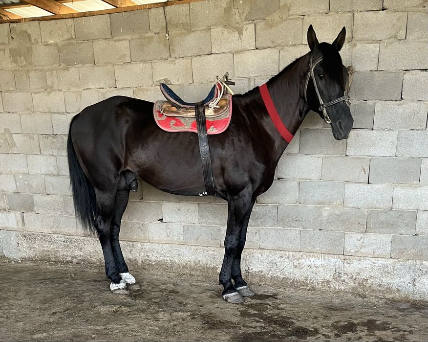 Айғыр 7 жасар Сатылады