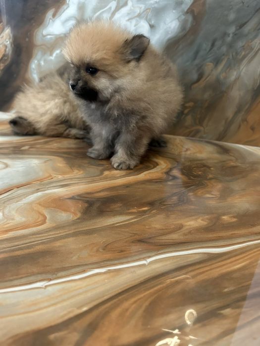 Красив мъжки померан