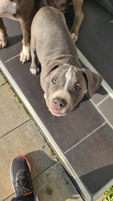 Femela Blue Amstaff 3 luni