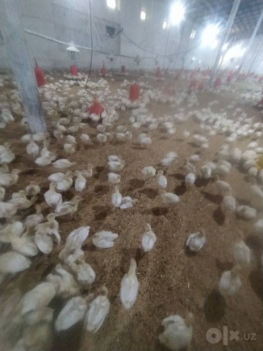 Fransiya davlatidan keltirilgan Qoni toza Big 6 joʻjalari