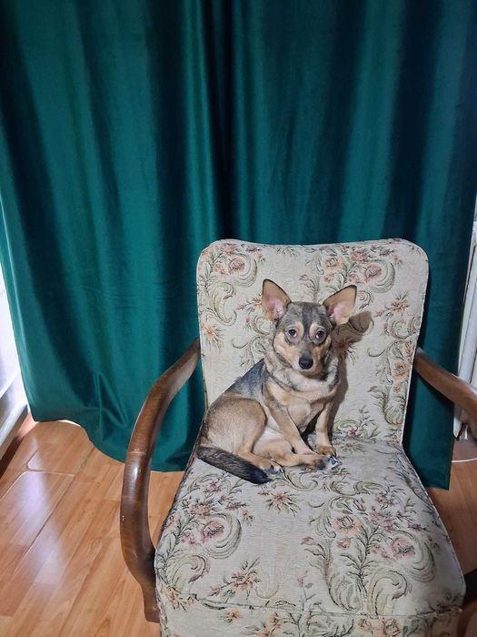 donez catelusa 10-11 luni