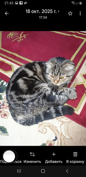 Отдам кошку с котятами