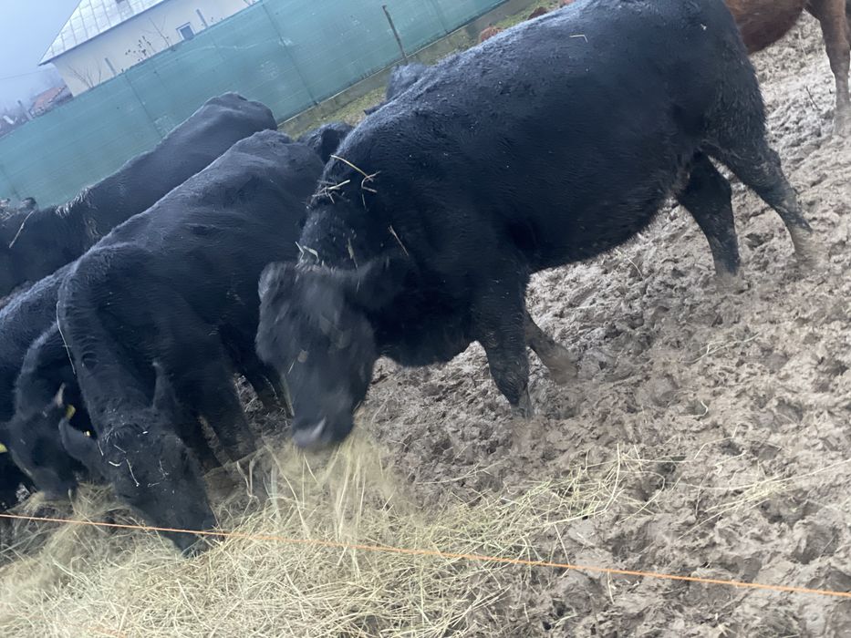 Aberdeen Angus  fatate cu vitei inscrise in COp