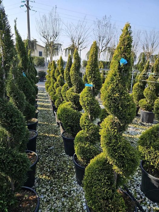 Maslin  bonsai   plante decorative