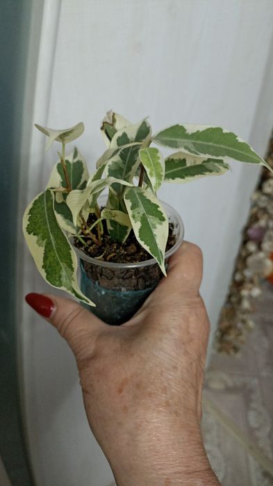 В продаже Сортовые Фикусы