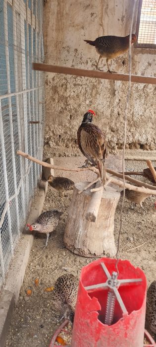 Кавказский фазан