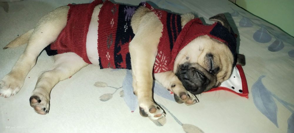 Продается собака мопс