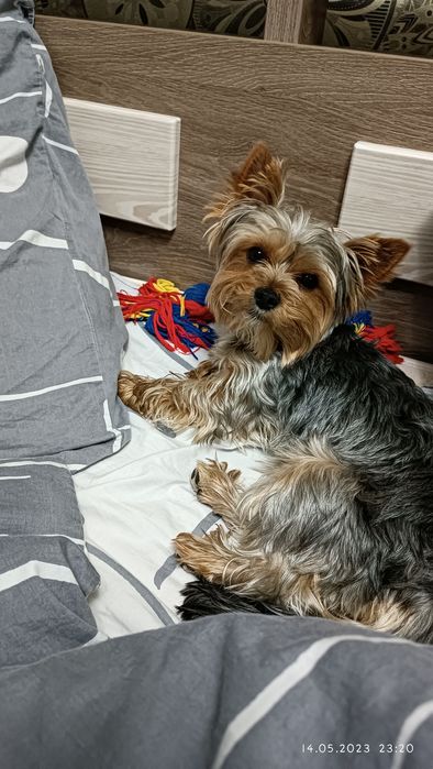 Йоркширский терьер ищет подружку для вязки.