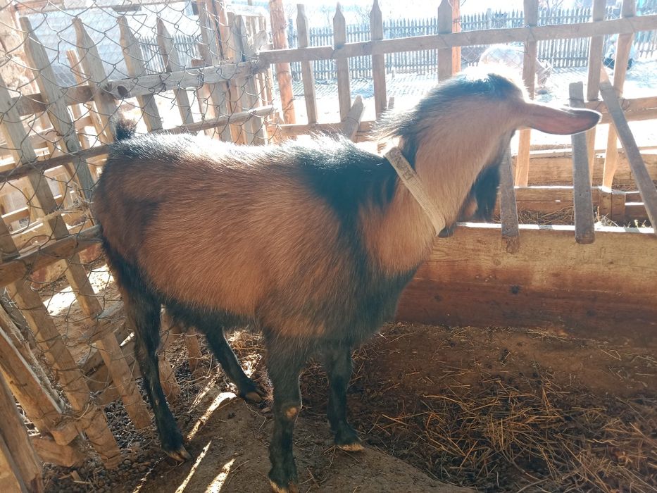 Алпиский теке таза қанды