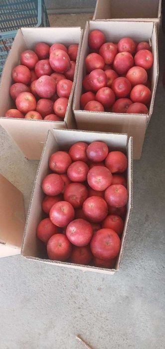 Ҳар хил турдаги олмалар сотилади