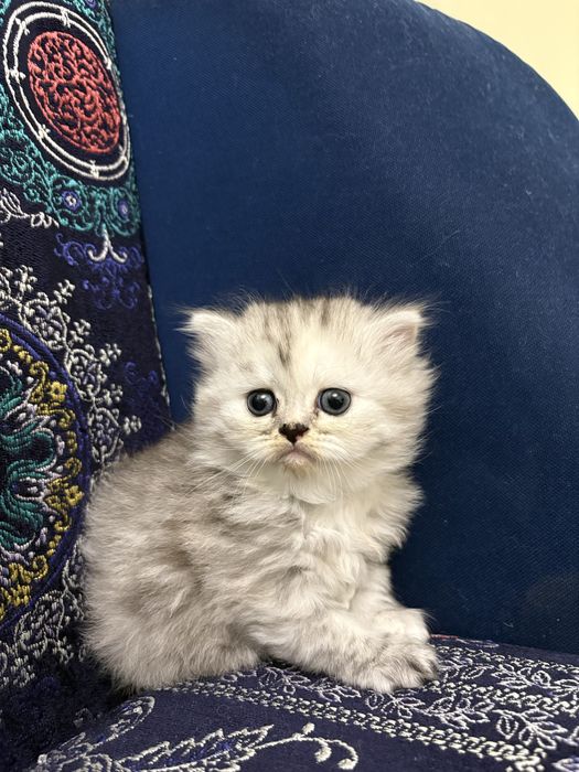 Продам котят британцев