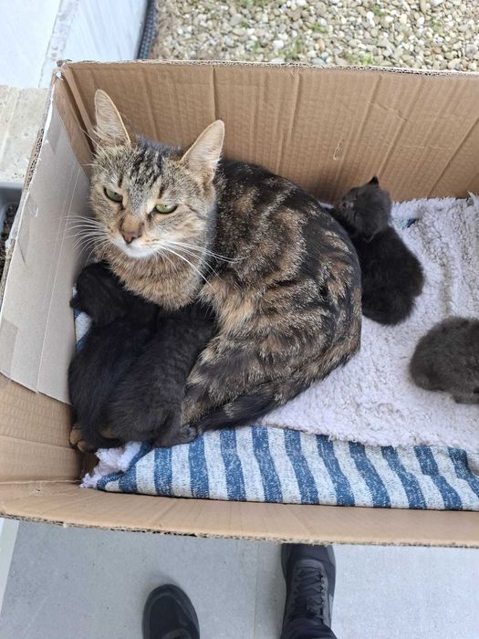 4 pui de pisica născuți de Paște – pentru adopție