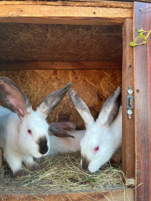 Продам кроликов  от 2000 и  8000