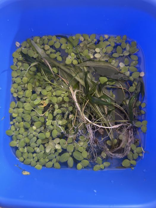 Pachet plante acvariu