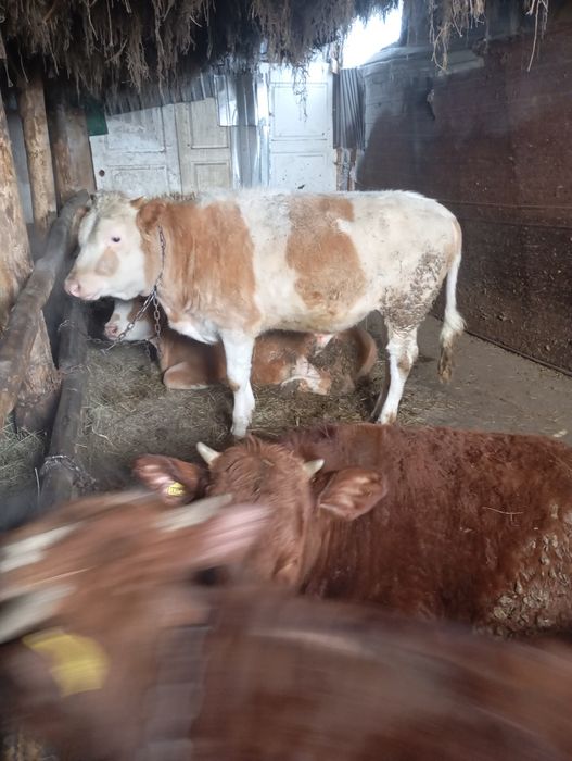 Продам 11 голов годовалых 7 тёлок, 4 быка