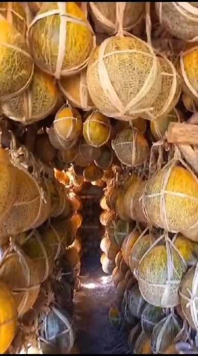 Қауын Шымкент қаласы