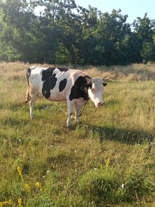 Vaca Holstein juninca