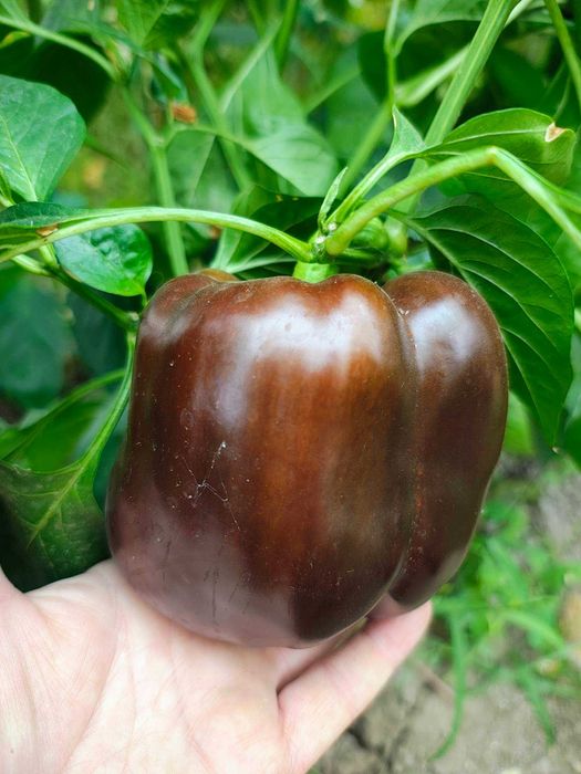 vand seminte de ardei gras, gogosar , capia