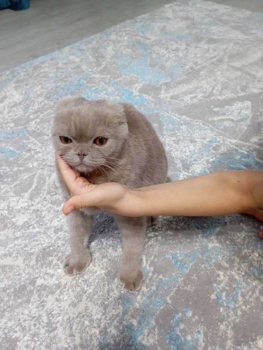 Котенок британец