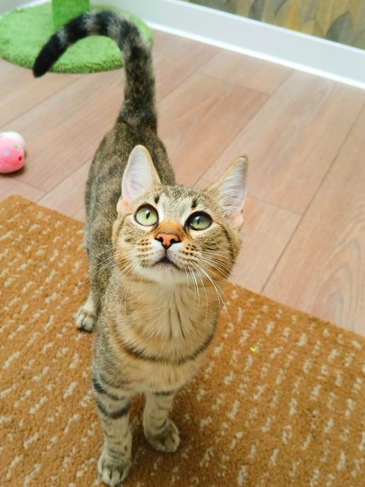 Pisicuta Paula pentru adoptie