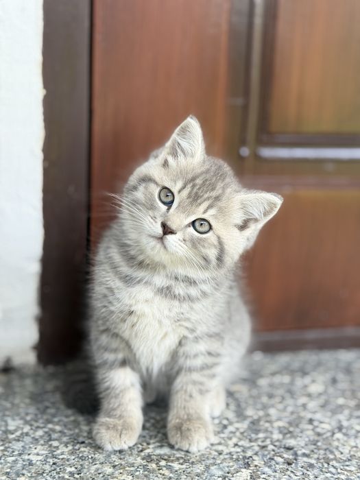 Toza zotli mushuk