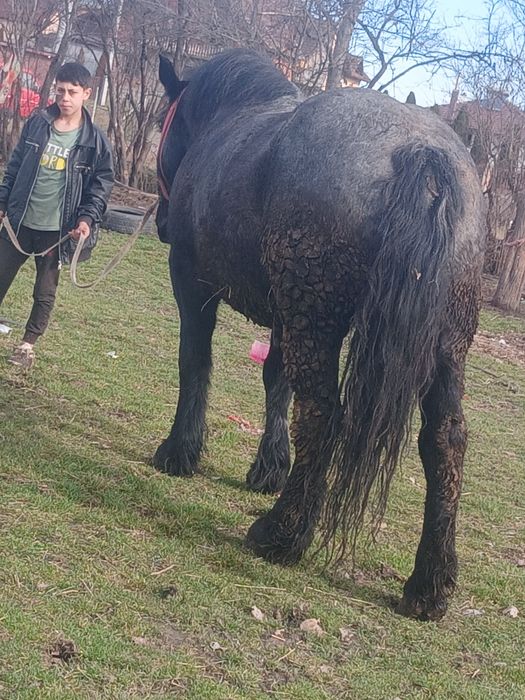 De vânzare o iapa de 5 ani se vide orgent