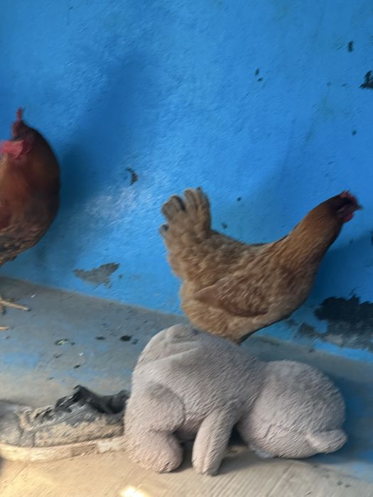 Тауық қораз пара