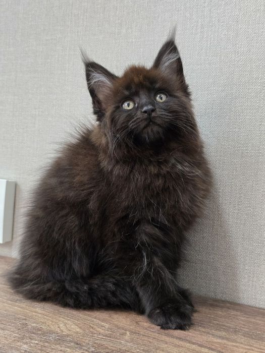 Мейн-кун девочка