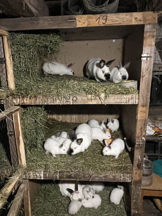 Vand iepuri de rasa californian