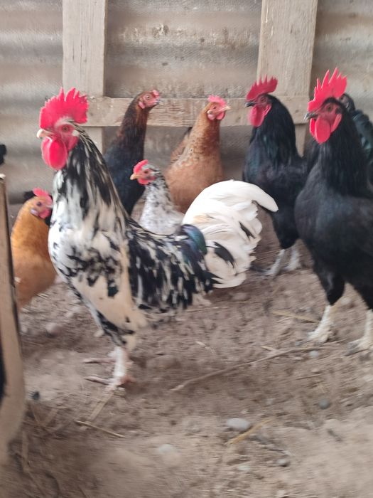 Продаются домашние черные петухи. Кора хонаки хурозлар сотилади