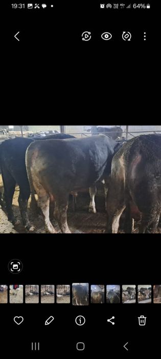 Продаются быки/бұқа сатылады