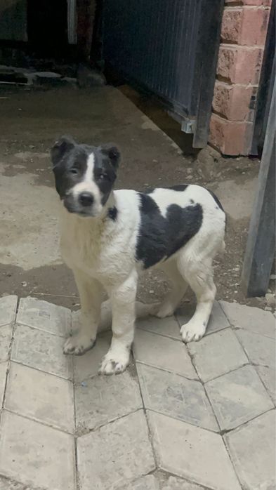 Щенки алабай САО на продаже девочки