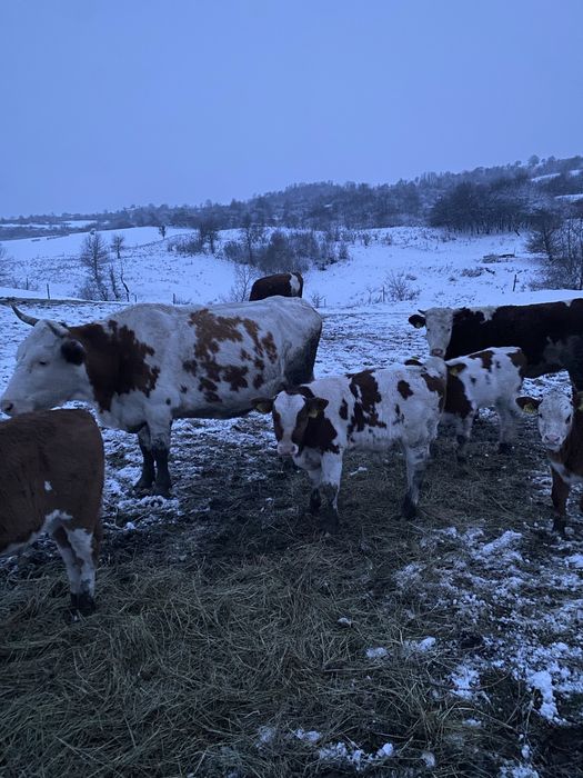 Vaci cu vitei baltate