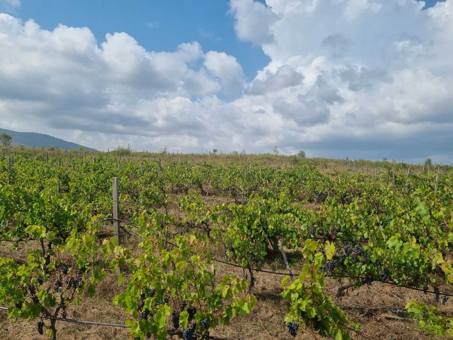 Продава се Земеделски имот в Самоков -  кв.м за 1500 €/дка - Снимка #9